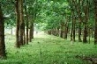 Giá cao su kỳ hạn tại Tokyo giảm ngày thứ 4 liên tiếp do giá dầu suy yếu